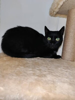 Собаки и кошки в добрые руки