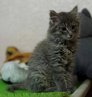 Собаки и кошки в добрые руки