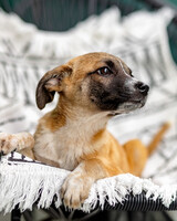 Собаки и кошки в добрые руки