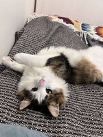 Собаки и кошки в добрые руки