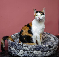 Собаки и кошки в добрые руки