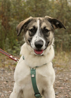 Собаки и кошки в добрые руки