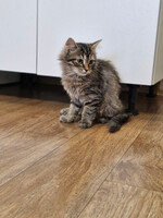 Собаки и кошки в добрые руки