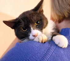 Собаки и кошки в добрые руки