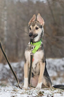 Собаки и кошки в добрые руки
