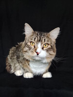 Собаки и кошки в добрые руки