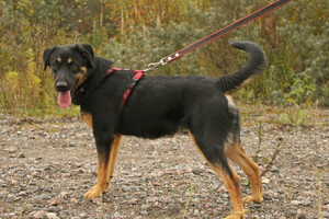 Собаки и кошки в добрые руки