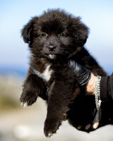 Собаки и кошки в добрые руки