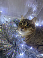 Собаки и кошки в добрые руки