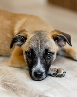 Собаки и кошки в добрые руки