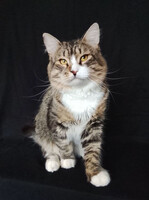 Собаки и кошки в добрые руки