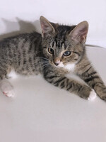 Собаки и кошки в добрые руки