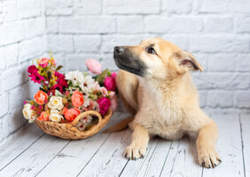 Собаки и кошки в добрые руки