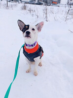 Собаки и кошки в добрые руки