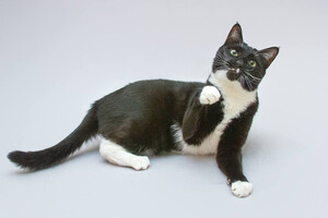 Собаки и кошки в добрые руки