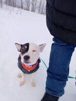 Собаки и кошки в добрые руки