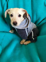 Собаки и кошки в добрые руки