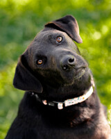 Собаки и кошки в добрые руки