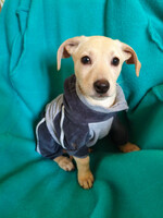 Собаки и кошки в добрые руки