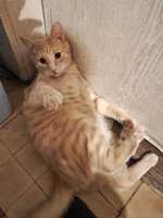 Собаки и кошки в добрые руки