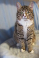 Собаки и кошки в добрые руки