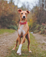 Собаки и кошки в добрые руки