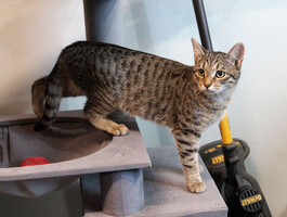 Собаки и кошки в добрые руки