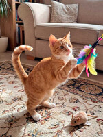 Собаки и кошки в добрые руки