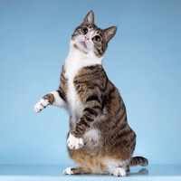 Собаки и кошки в добрые руки