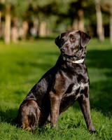 Собаки и кошки в добрые руки