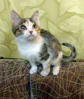 Собаки и кошки в добрые руки