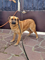 Собаки и кошки в добрые руки