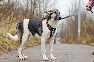 Собаки и кошки в добрые руки