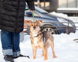 Собаки и кошки в добрые руки