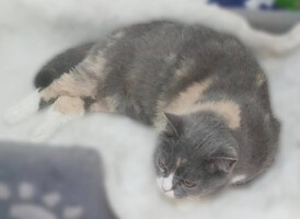 Собаки и кошки в добрые руки