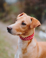 Собаки и кошки в добрые руки