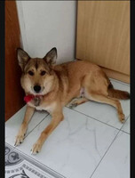 Собаки и кошки в добрые руки