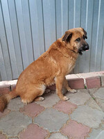 Собаки и кошки в добрые руки