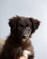 Собаки и кошки в добрые руки