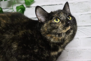 Собаки и кошки в добрые руки