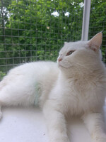 Собаки и кошки в добрые руки