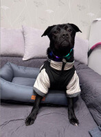 Собаки и кошки в добрые руки