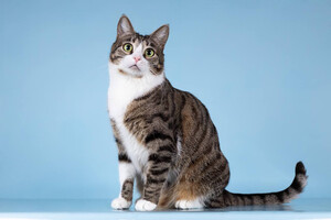 Собаки и кошки в добрые руки