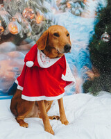 Собаки и кошки в добрые руки