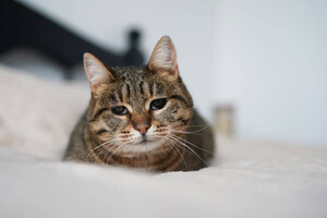 Собаки и кошки в добрые руки