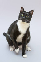 Собаки и кошки в добрые руки