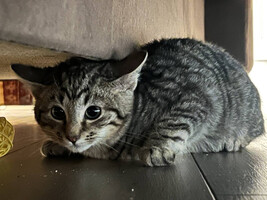 Собаки и кошки в добрые руки