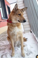 Собаки и кошки в добрые руки