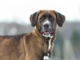 Собаки и кошки в добрые руки