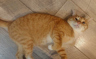 Собаки и кошки в добрые руки